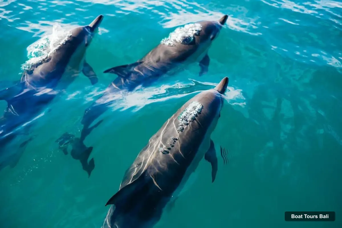 Boat Tours Bali – Lovina/Bali: Sunrise Dolphin Watching, Swimming & Snorkeling (photo 3)