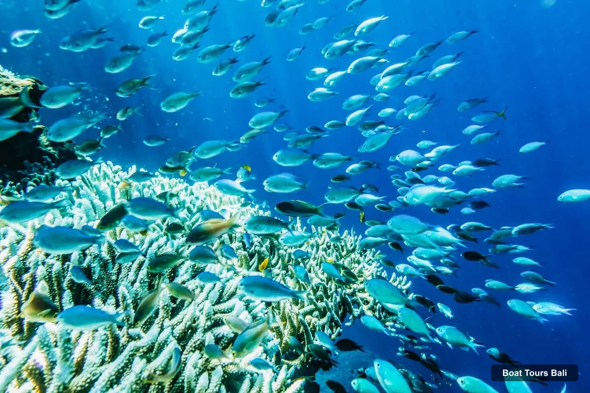 Boat Tours in Bali – 3-Spot Snorkeling Tour to Lembongan and Penida (photo 3)