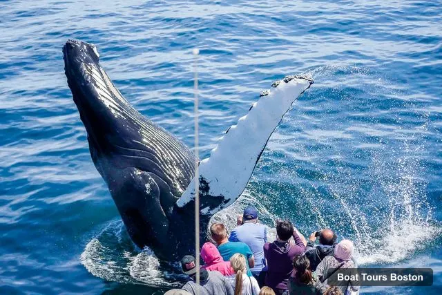Boat Tours Boston – City Cruises Whale Watching Cruise