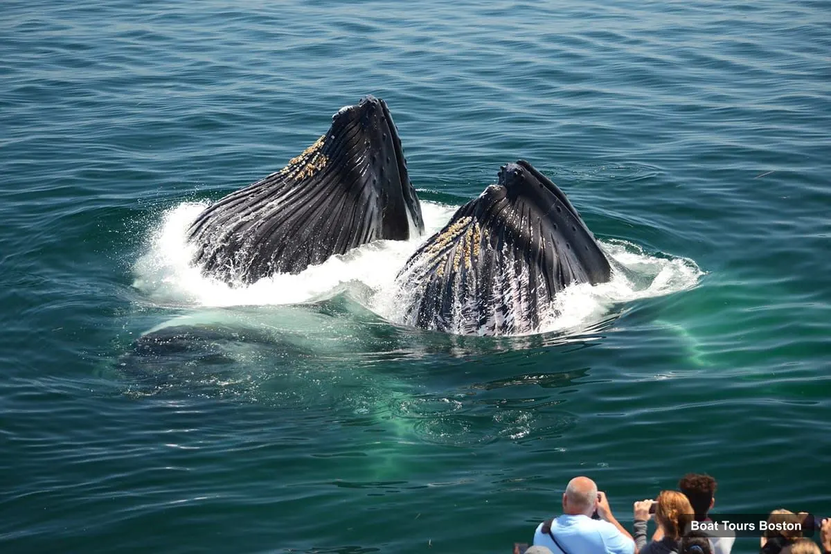 Boat Tours Boston – City Cruises Whale Watching Cruise (photo 2)