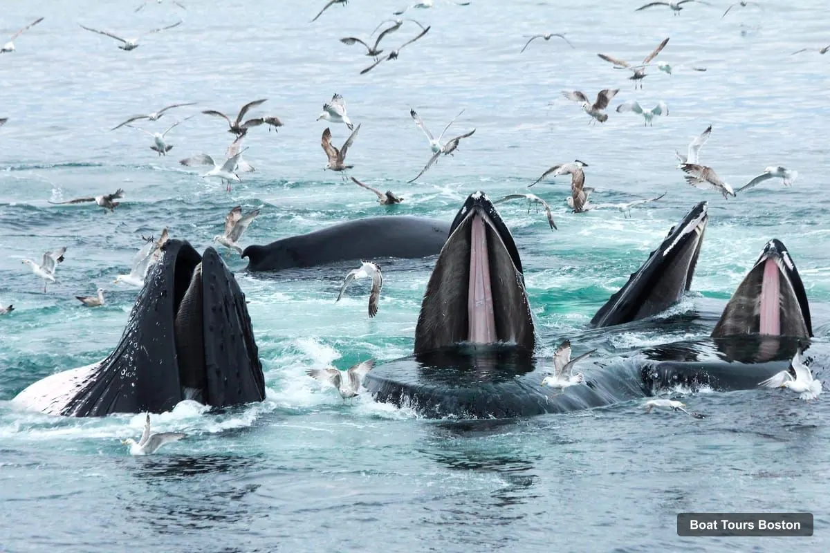 Boat Tours Boston – City Cruises Whale Watching Cruise (photo 3)