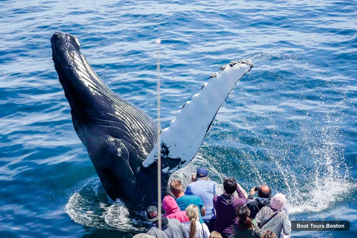 Boat Tours Boston – City Cruises Whale Watching Cruise