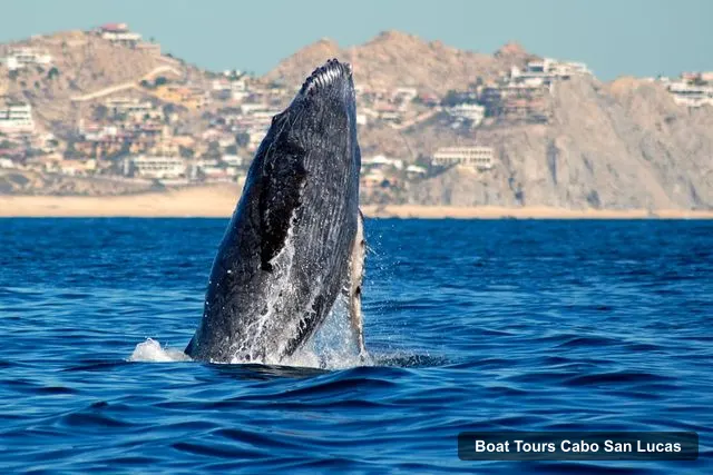 Boat Tours Cabo San Lucas – Whale Watching Catamaran Experience