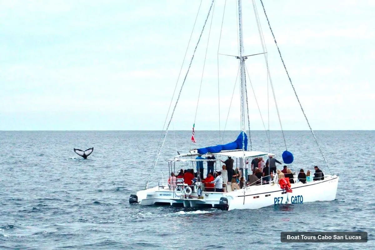 Boat Tours Cabo San Lucas – Whale Watching Catamaran Experience (photo 4)