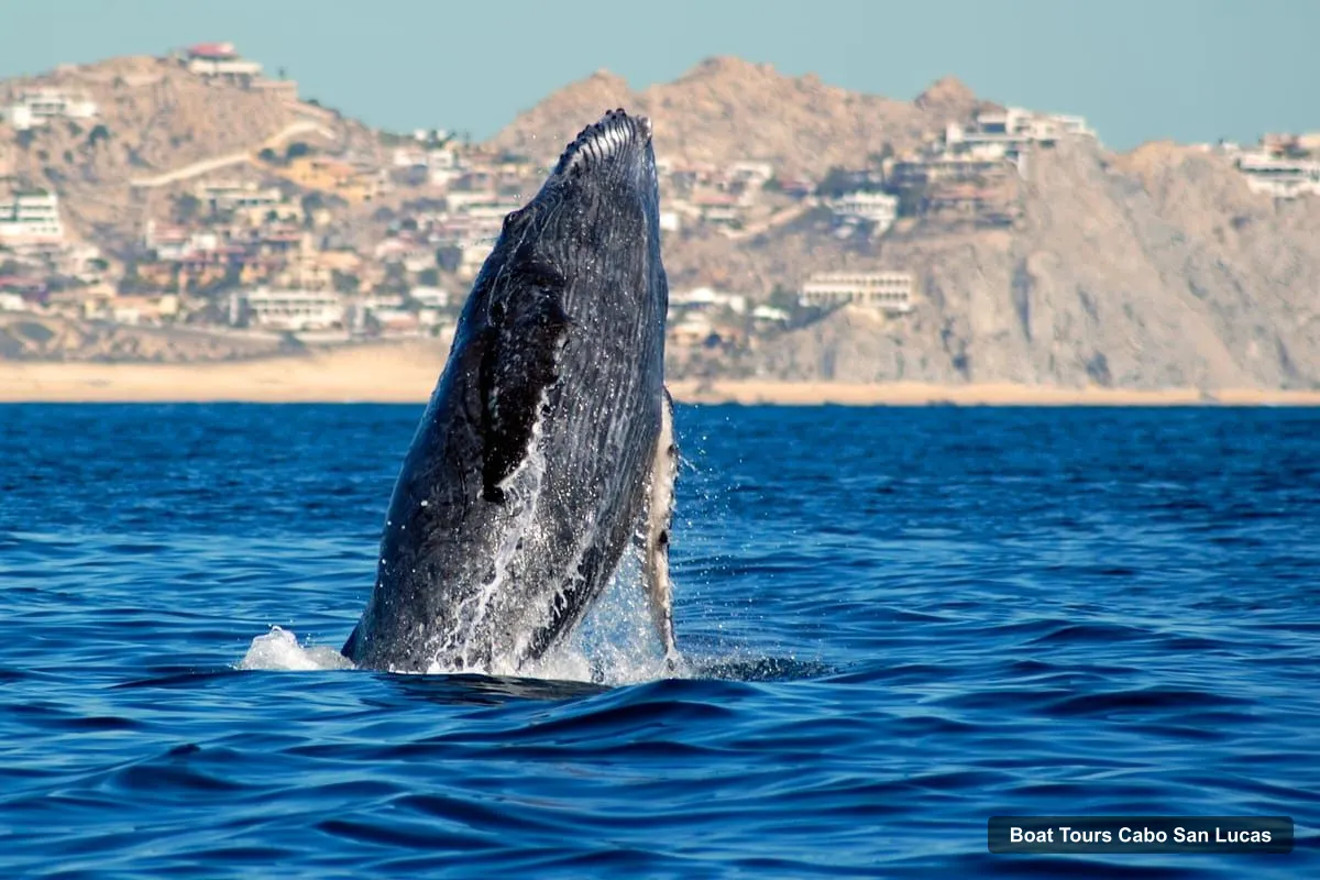 Boat Tours Cabo San Lucas – Whale Watching Catamaran Experience