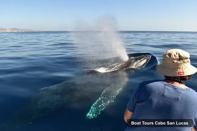 Boat Tours in Cabo San Lucas – Cabo: Whale-Whatching Boat Trip w/ All-Women Crew and Photos