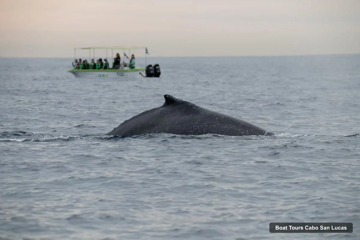 Boat Tours in Cabo San Lucas – Cabo: Whale-Whatching Boat Trip w/ All-Women Crew and Photos (photo 5)