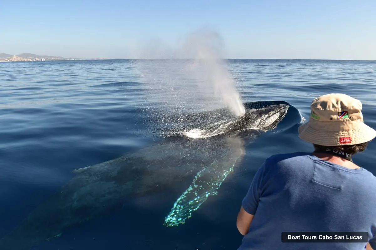 Boat Tours in Cabo San Lucas – Cabo: Whale-Whatching Boat Trip w/ All-Women Crew and Photos