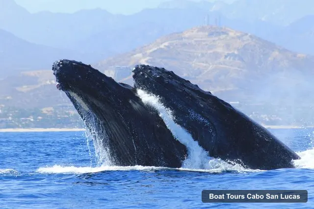 Cabo San Lucas Boat Trips – Whale Watching (Transport and Pictures Included)