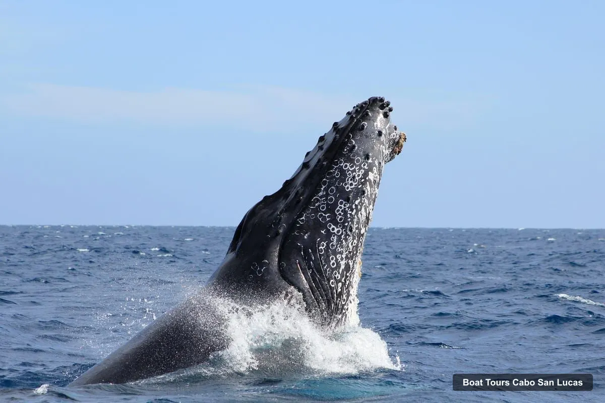 Cabo San Lucas Boat Trips – Whale Watching (Transport and Pictures Included) (photo 2)