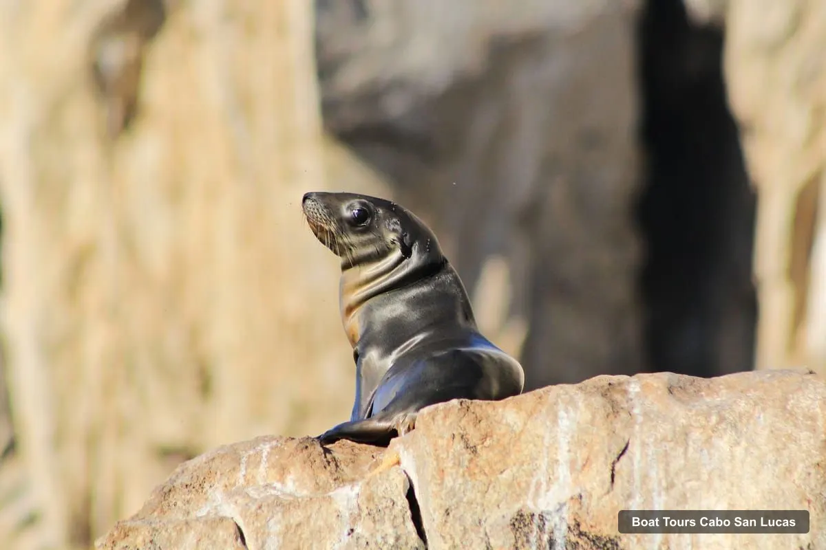Cabo San Lucas Boat Trips – Whale Watching (Transport and Pictures Included) (photo 4)