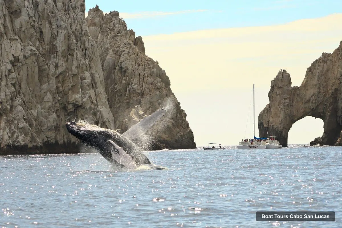 Cabo San Lucas Boat Trips – Whale Watching (Transport and Pictures Included) (photo 5)