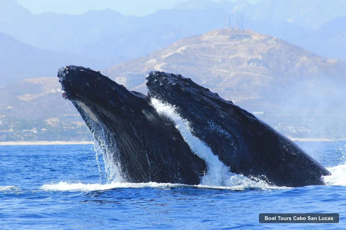 Cabo San Lucas Boat Trips – Whale Watching (Transport and Pictures Included)