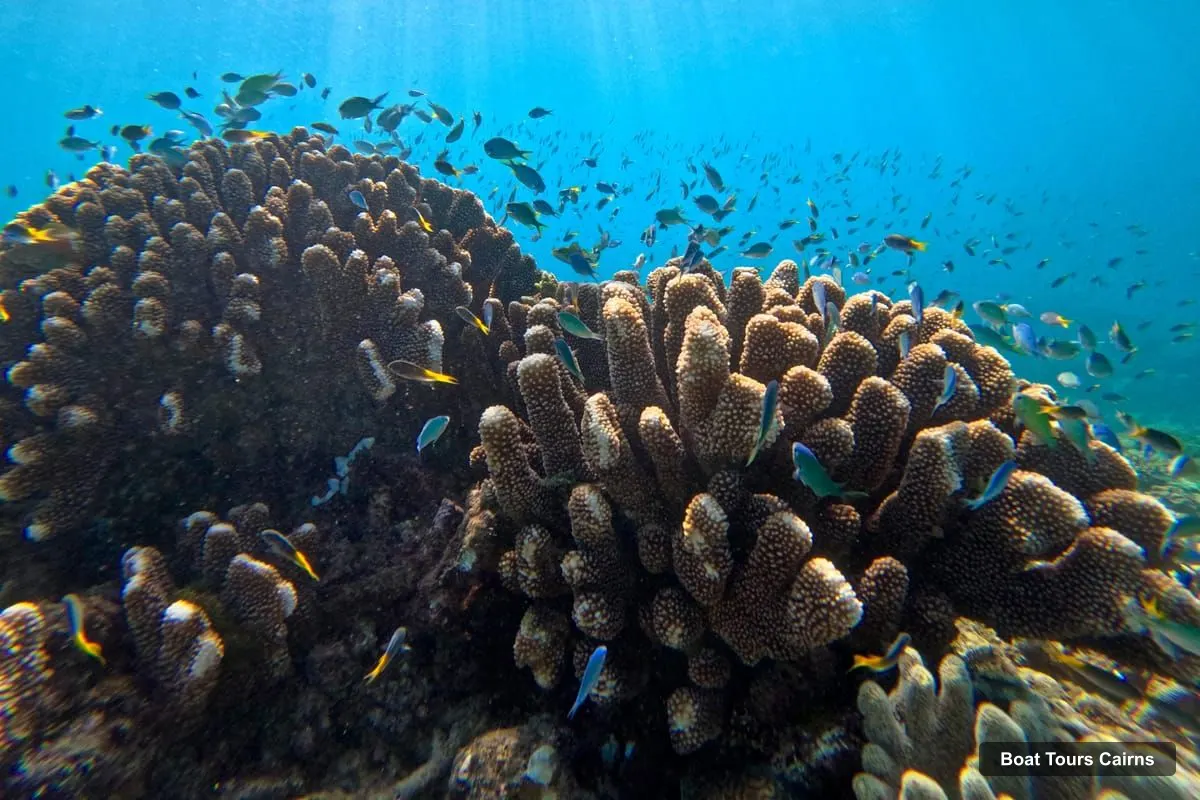 Boat Tours Cairns – Great Barrier Reef Half-Day Snorkelling Tour (photo 3)