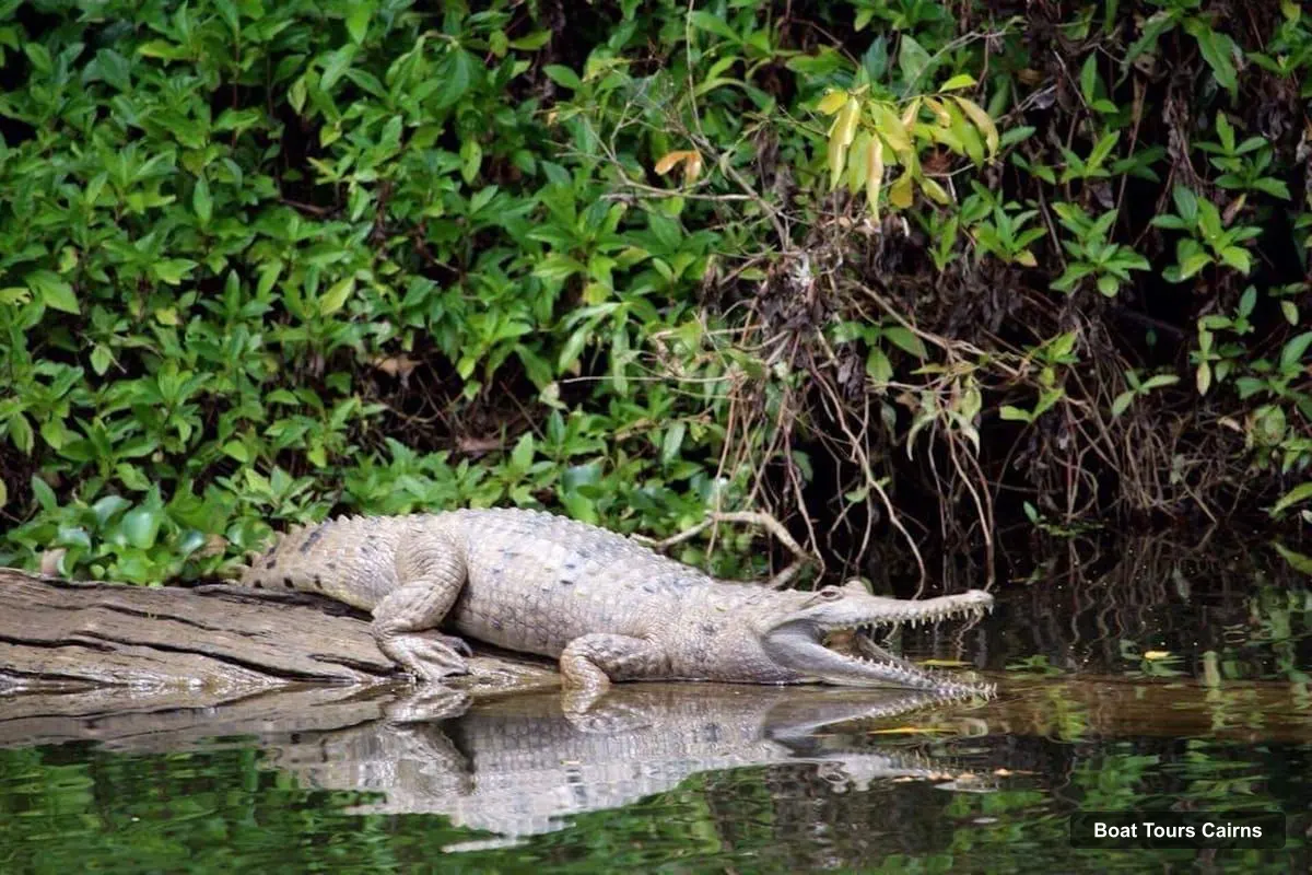 Boat Tours Cairns – Riverboat Tour with a Chance to Spot Wildlife (photo 3)