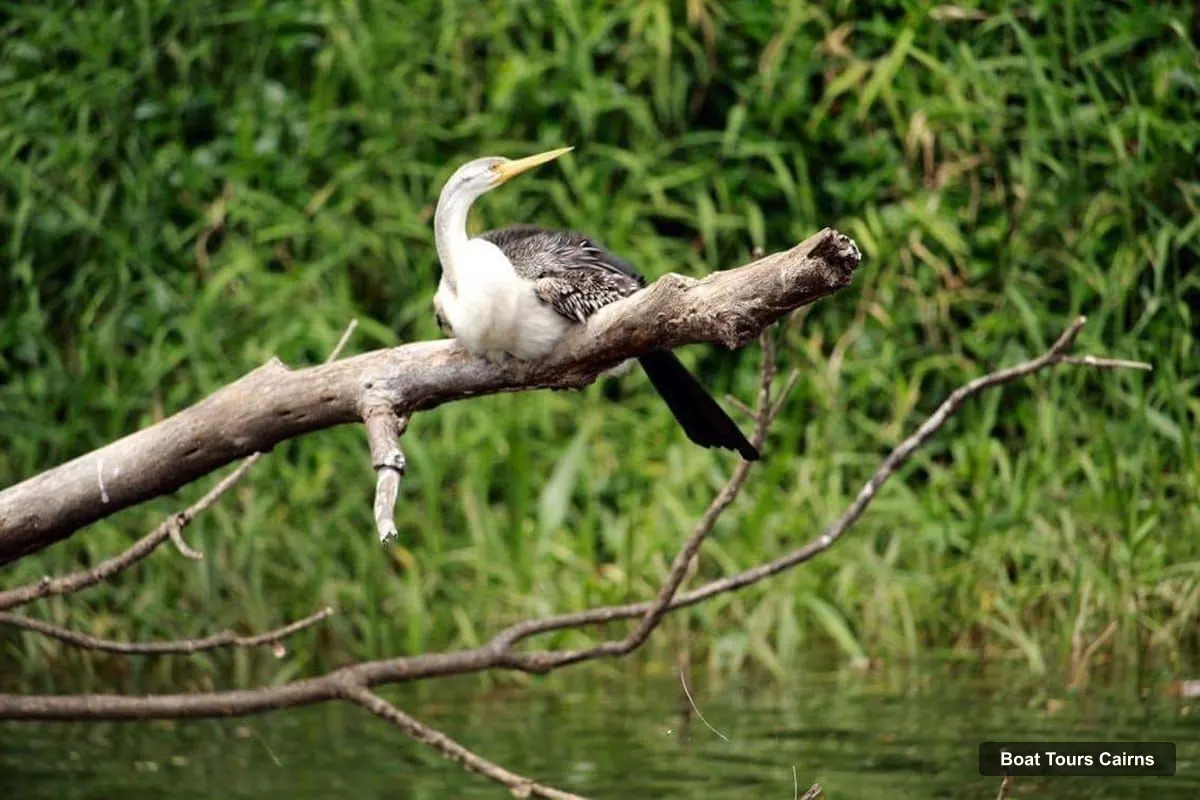 Boat Tours Cairns – Riverboat Tour with a Chance to Spot Wildlife (photo 5)