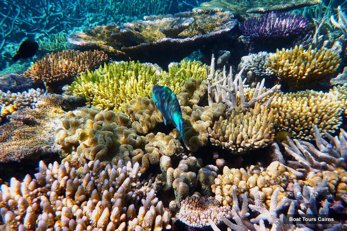 Cairns Boat Trips – Outer and Coral Cay Snorkel and Dive Cruise (photo 3)