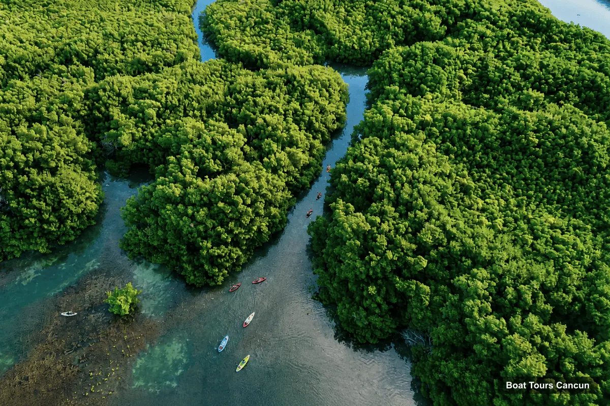 Boat Tours in Cancun – Sunset Kayak Tour Through Mangrove Channels (photo 3)
