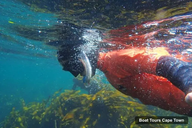 Boat Tours Cape Town – Great African Sea Forest Guided Snorkel