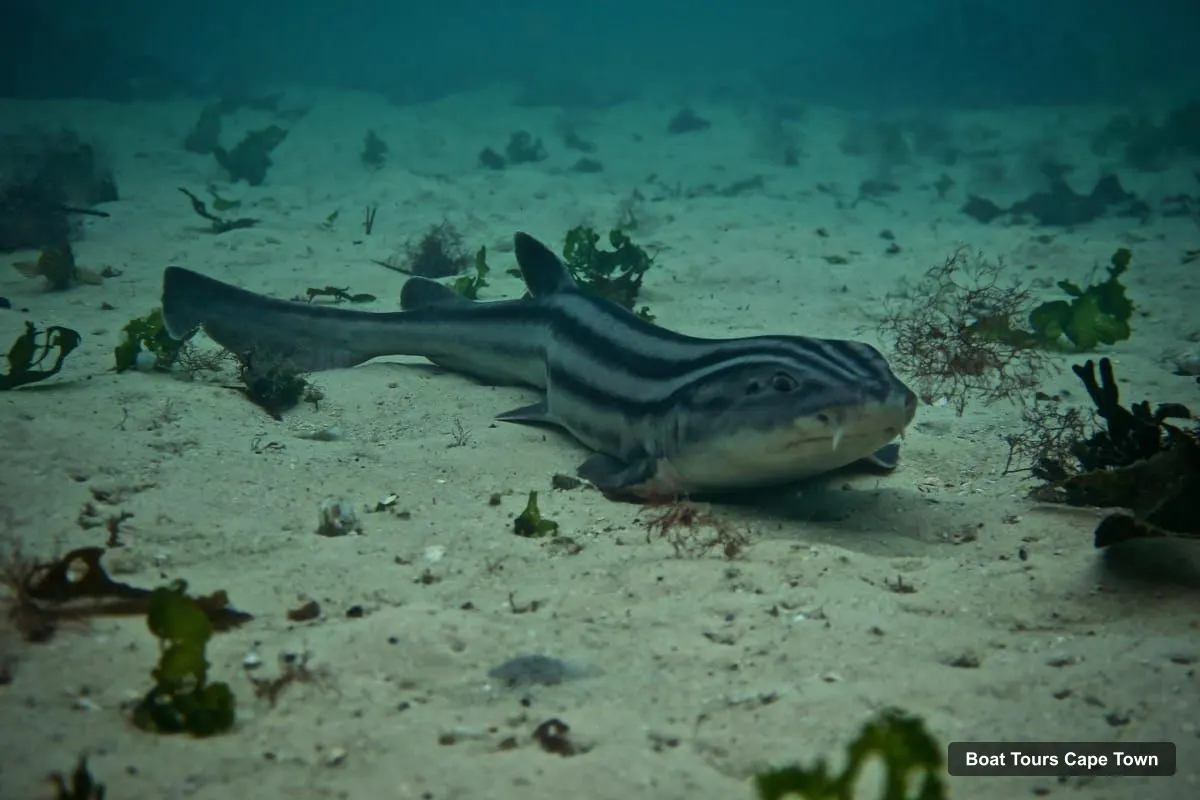 Boat Tours Cape Town – Great African Sea Forest Guided Snorkel (photo 2)