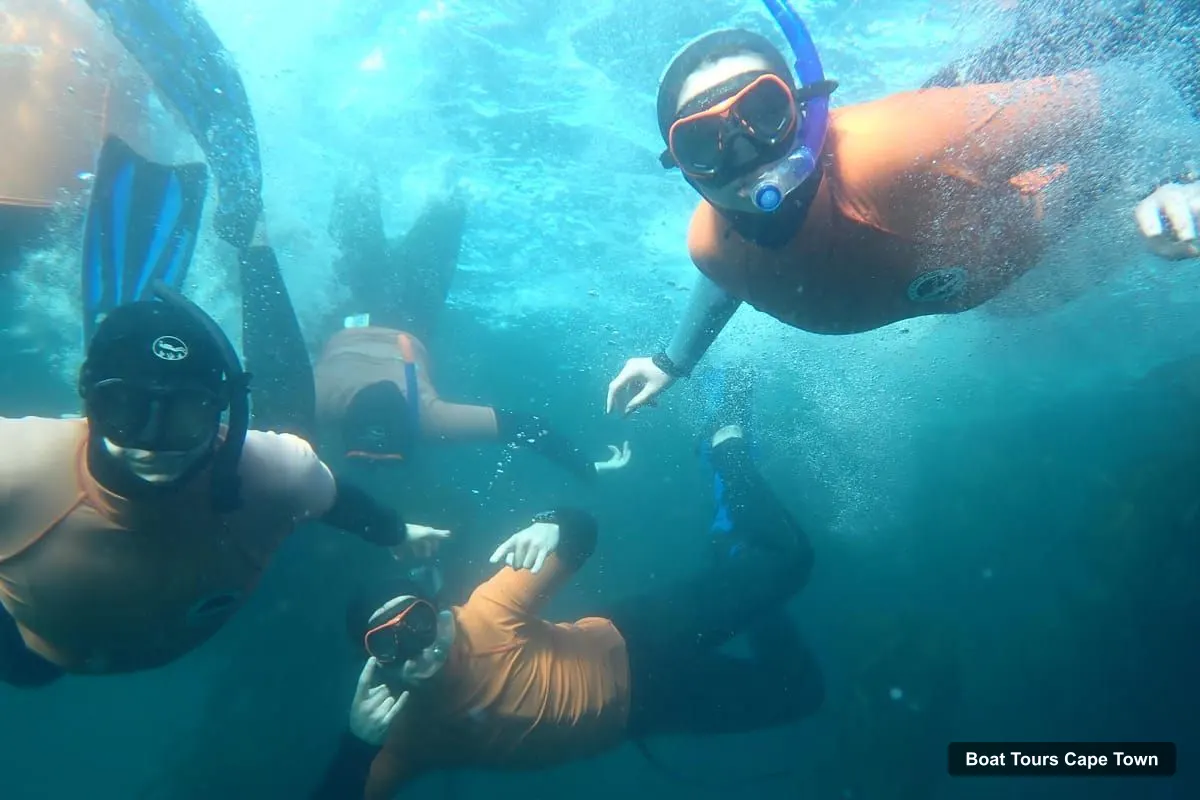 Boat Tours Cape Town – Great African Sea Forest Guided Snorkel (photo 3)