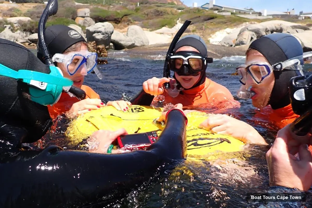 Boat Tours Cape Town – Great African Sea Forest Guided Snorkel (photo 4)