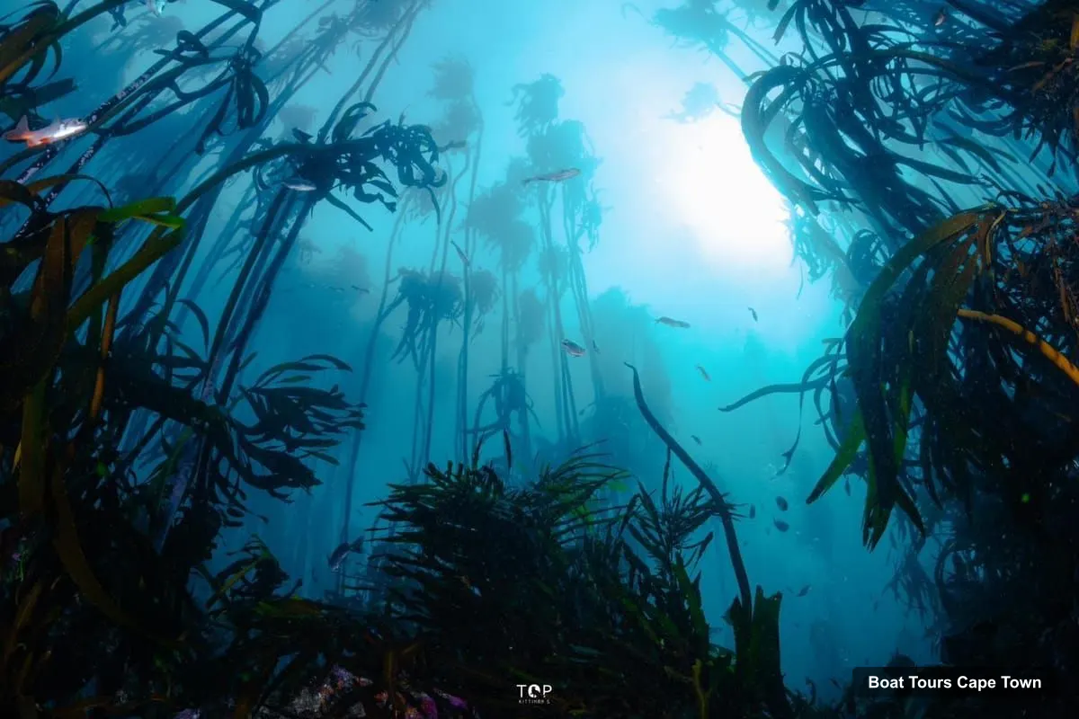 Boat Tours Cape Town – Great African Sea Forest Guided Snorkel (photo 5)