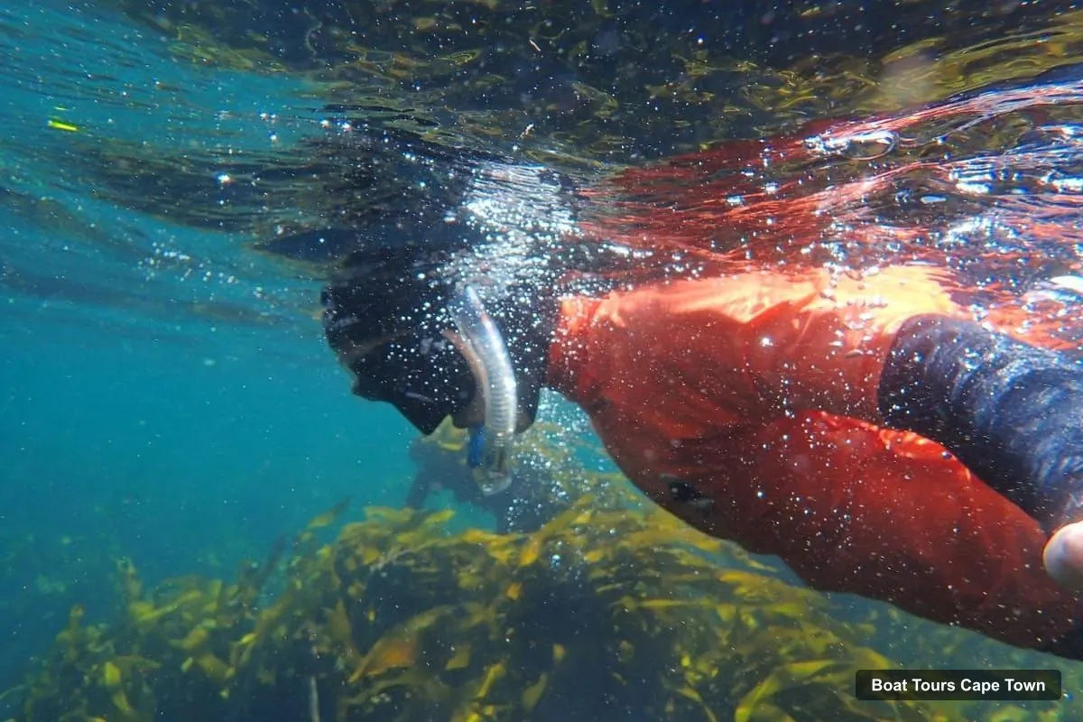 Boat Tours Cape Town – Great African Sea Forest Guided Snorkel