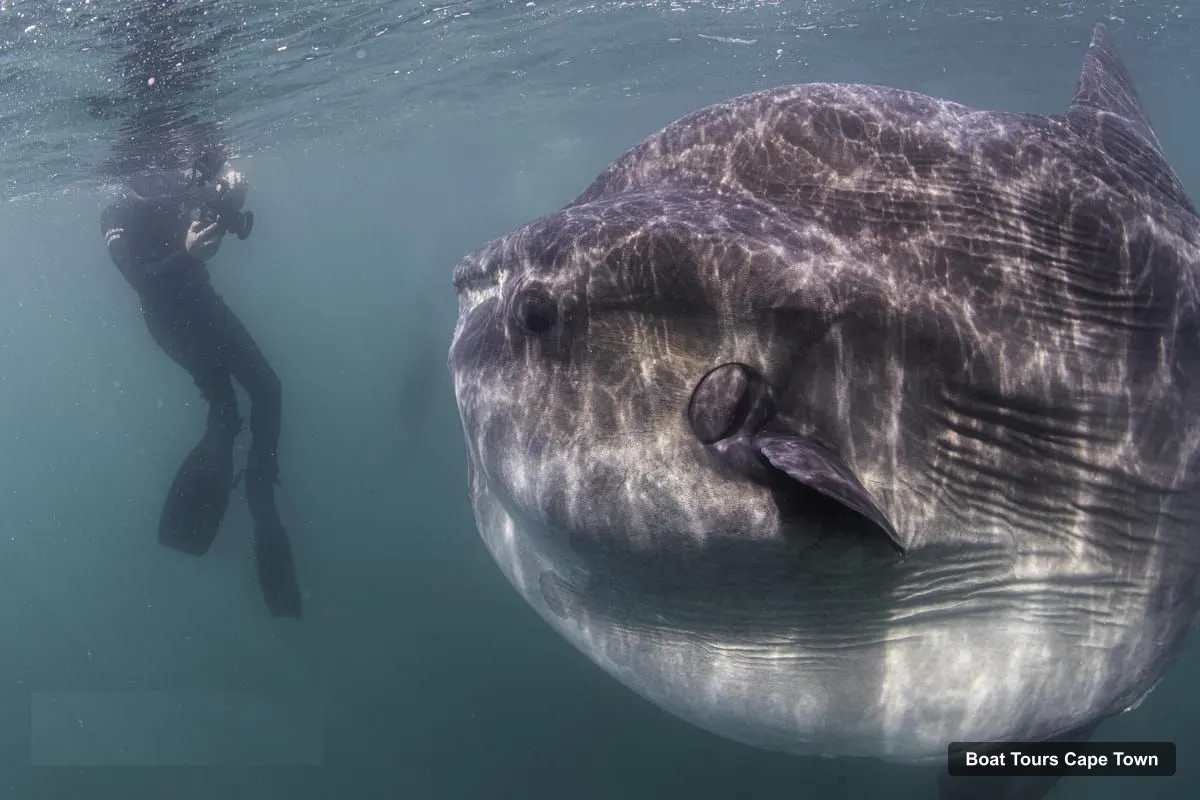 Boat Tours Cape Town – Mola Mola Snorkeling – Deep Sea Giant, Cape Town-Langebaan (photo 2)