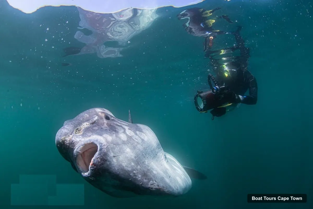Boat Tours Cape Town – Mola Mola Snorkeling – Deep Sea Giant, Cape Town-Langebaan (photo 4)