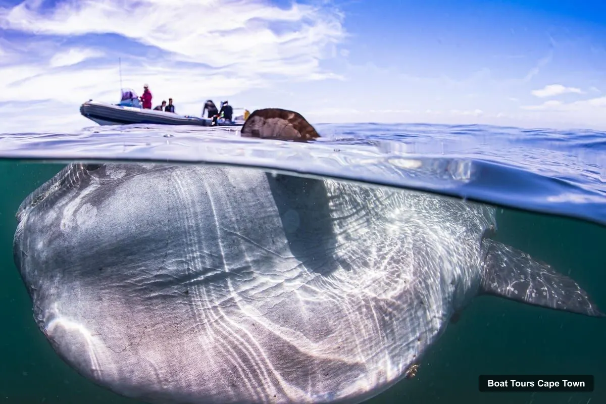 Boat Tours Cape Town – Mola Mola Snorkeling – Deep Sea Giant, Cape Town-Langebaan (photo 5)