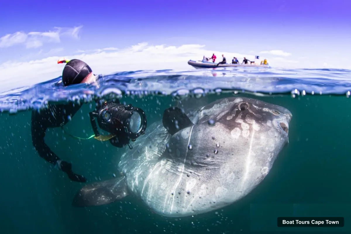 Boat Tours Cape Town – Mola Mola Snorkeling – Deep Sea Giant, Cape Town-Langebaan