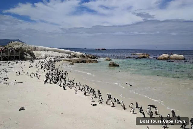 Boulders Beach, Cape Town – Cape Town Boat Cruises