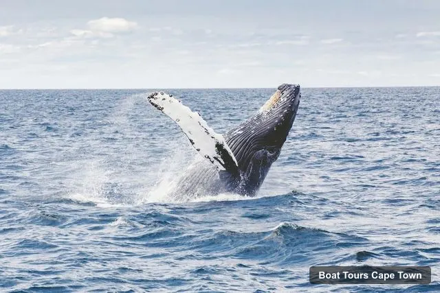 Cape Town Boat Cruises – Full-Day Hermanus Whale Watching Tour