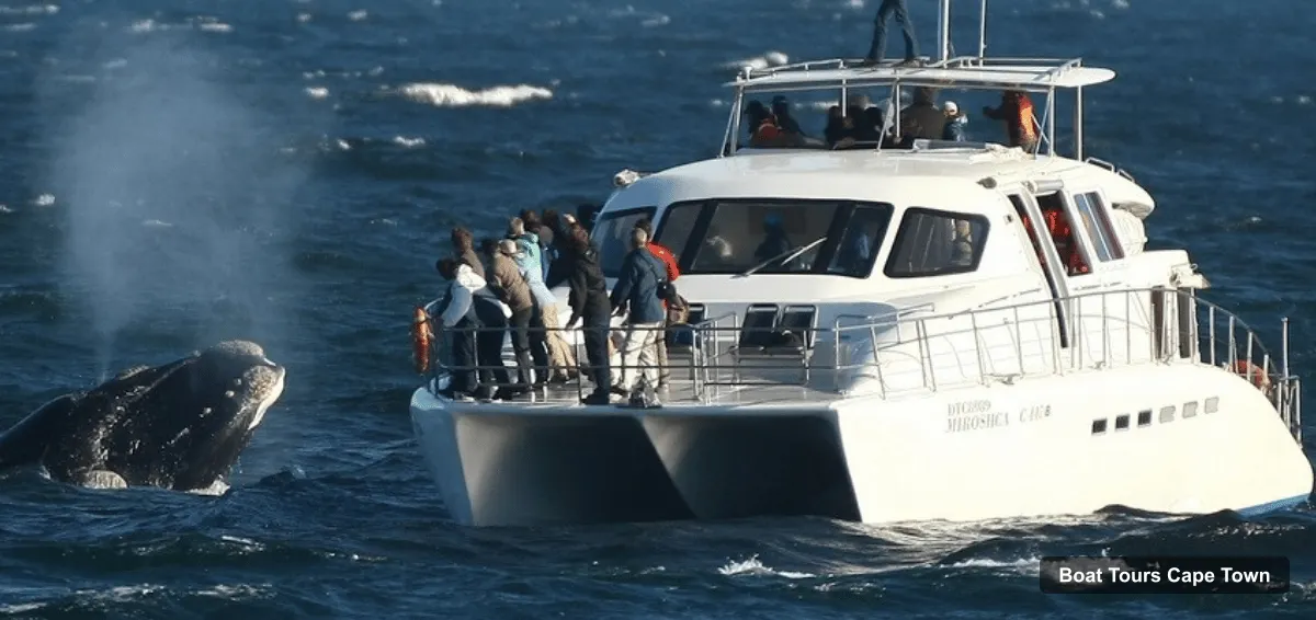 Cape Town Boat Cruises – Full-Day Hermanus Whale Watching Tour (photo 2)