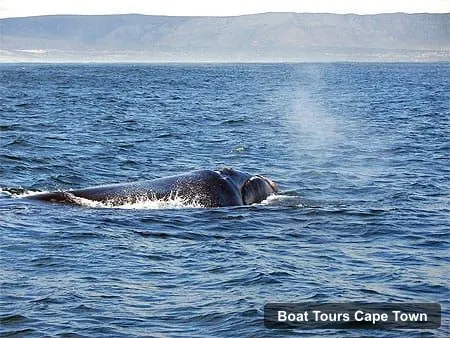 Cape Town Boat Cruises – Full-Day Hermanus Whale Watching Tour (photo 4)