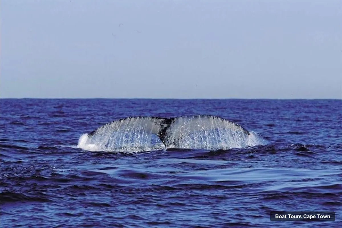 Cape Town Boat Cruises – Full-Day Hermanus Whale Watching Tour (photo 5)