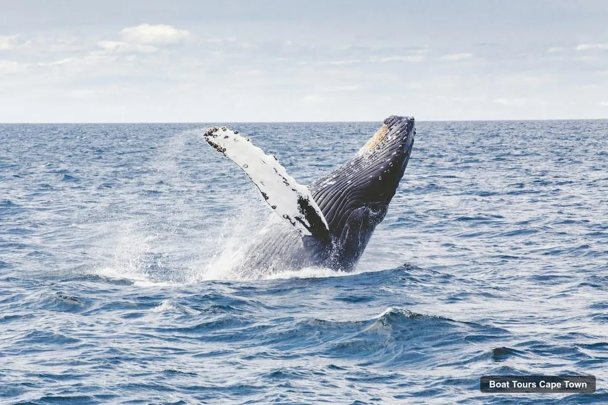 Cape Town Boat Cruises – Full-Day Hermanus Whale Watching Tour
