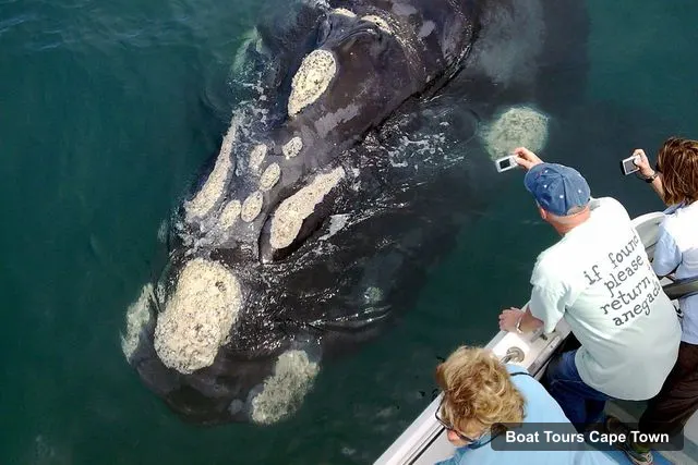 Cape Town Boat Trips – Whale Watching Tour in Hermanus and Gansbaai