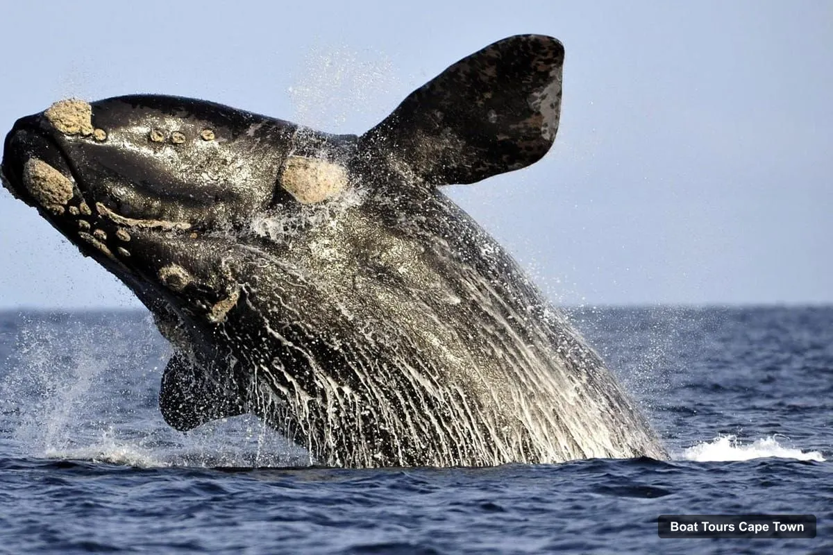 Cape Town Boat Trips – Whale Watching Tour in Hermanus and Gansbaai (photo 3)
