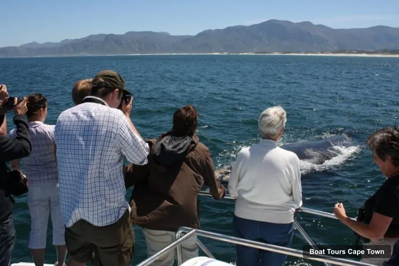 Cape Town Boat Trips – Whale Watching Tour in Hermanus and Gansbaai (photo 5)