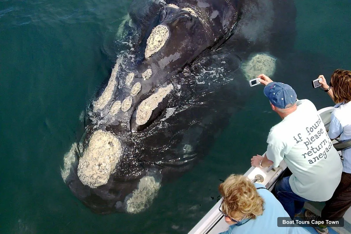 Cape Town Boat Trips – Whale Watching Tour in Hermanus and Gansbaai