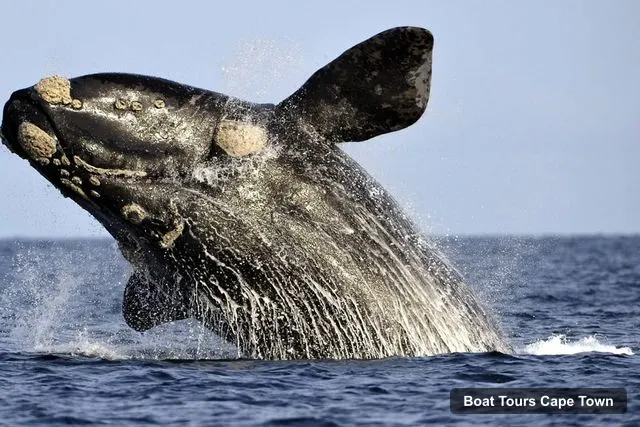Cape Town Harbor Cruise – Hermanus Whale Watching Boat Trip