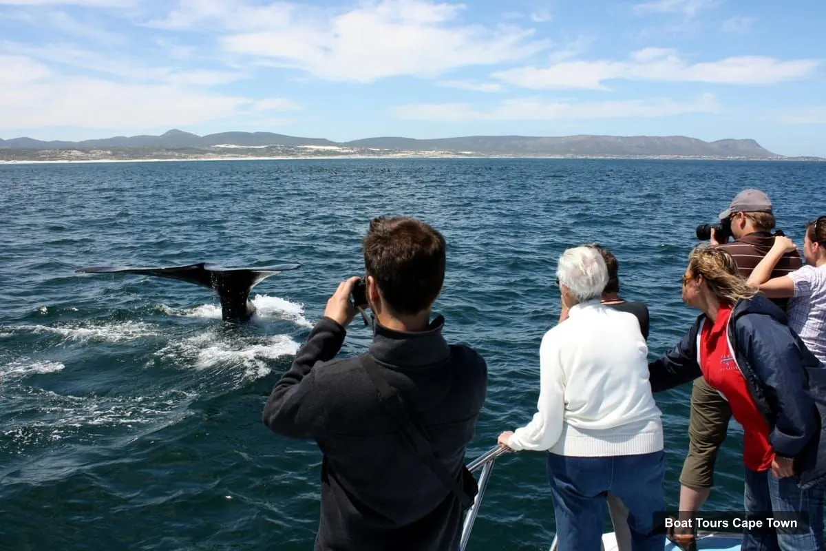 Cape Town Harbor Cruise – Hermanus Whale Watching Boat Trip (photo 3)