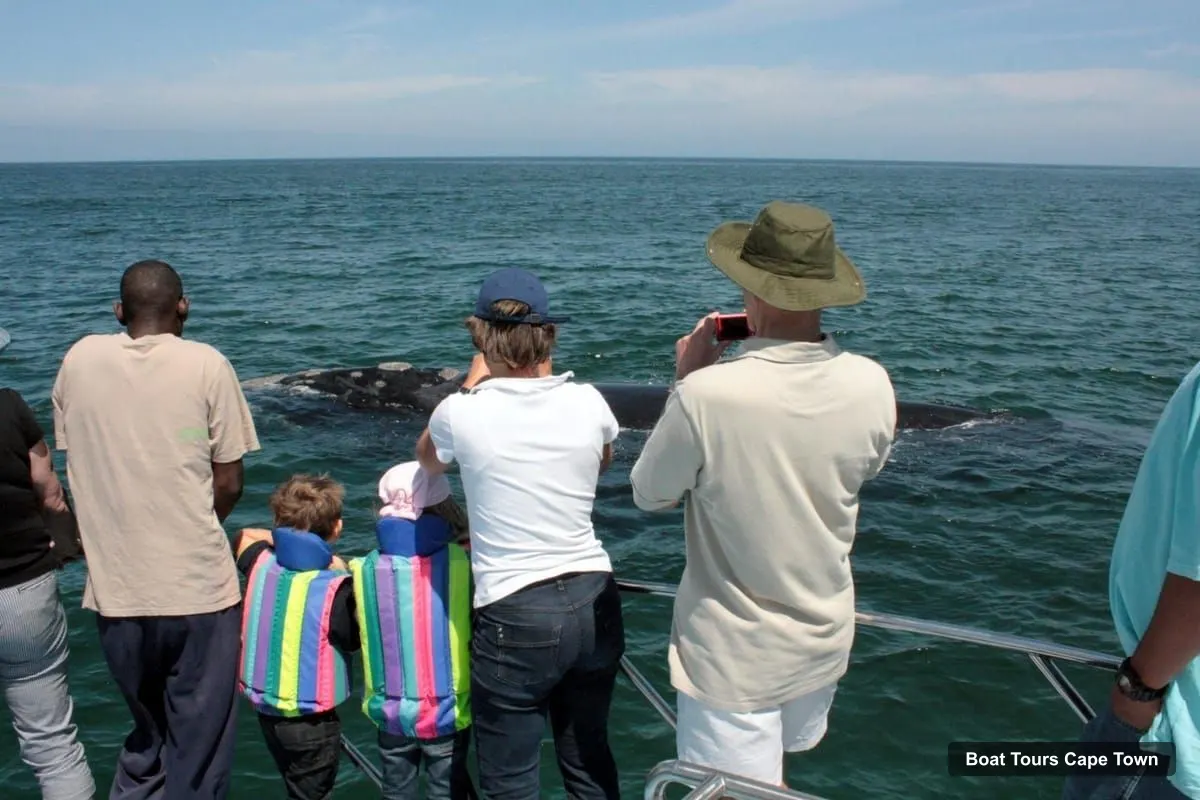 Cape Town Harbor Cruise – Hermanus Whale Watching Boat Trip (photo 4)
