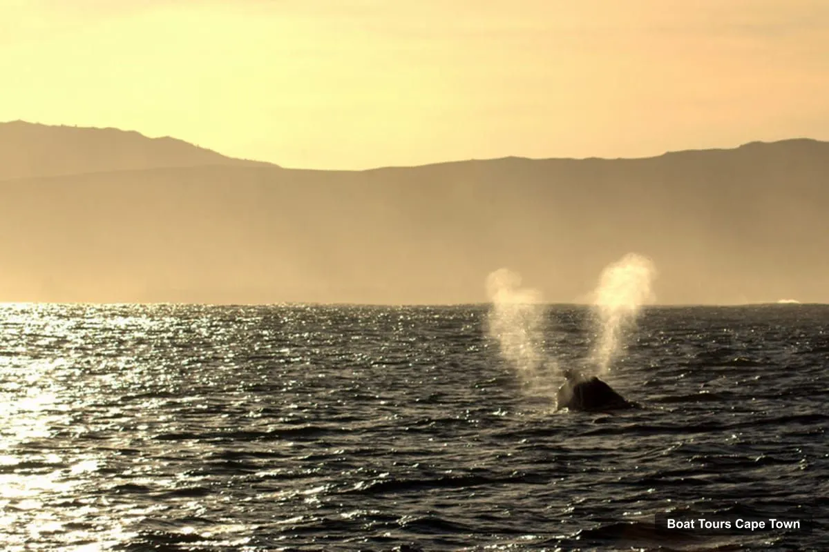 Cape Town Harbor Cruise – Hermanus Whale Watching Boat Trip (photo 5)