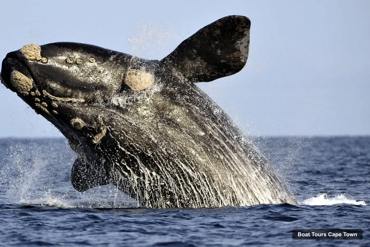 Cape Town Harbor Cruise – Hermanus Whale Watching Boat Trip