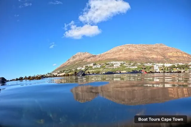 Cape Town Harbor Cruise – Simon’s Town: Guided Snorkeling Adventure with Equipment