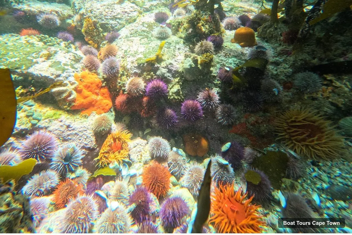 Cape Town Harbor Cruise – Simon’s Town: Guided Snorkeling Adventure with Equipment (photo 2)