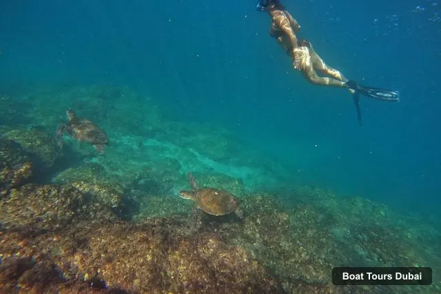 Boat Tours in Dubai – Fujairah Snorkeling with Turtles and Transfer